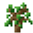 oak sapling
